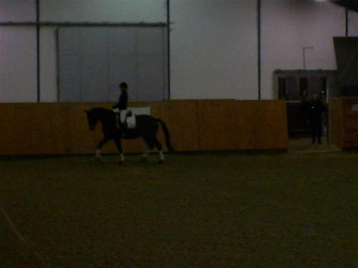 Trakehner Aschton H SOLGT billede 9