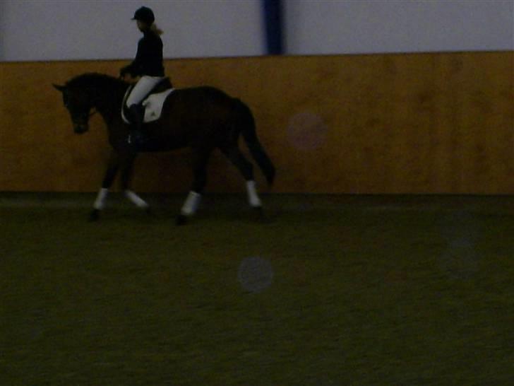 Trakehner Aschton H SOLGT billede 10