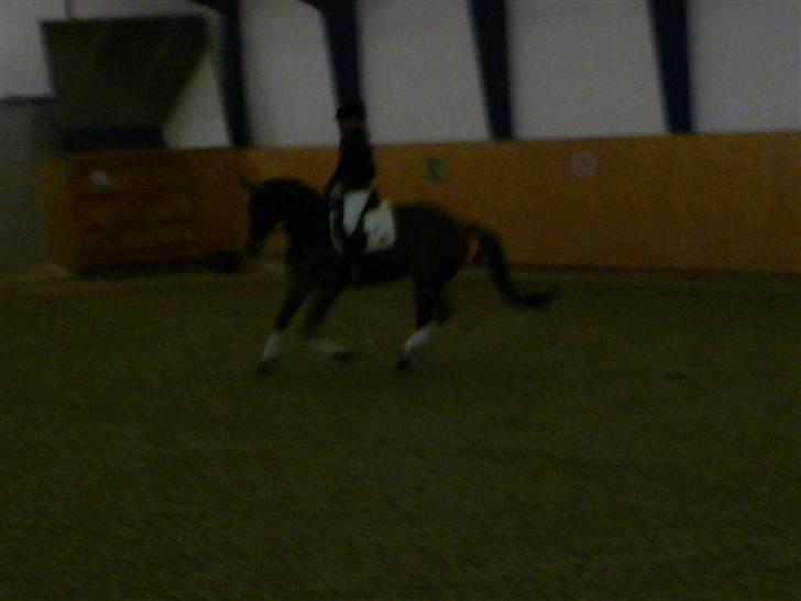 Trakehner Aschton H SOLGT billede 11