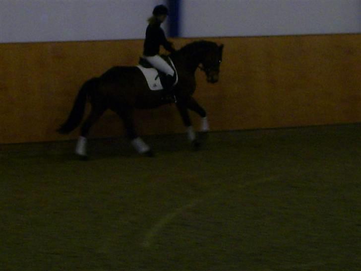 Trakehner Aschton H SOLGT billede 12