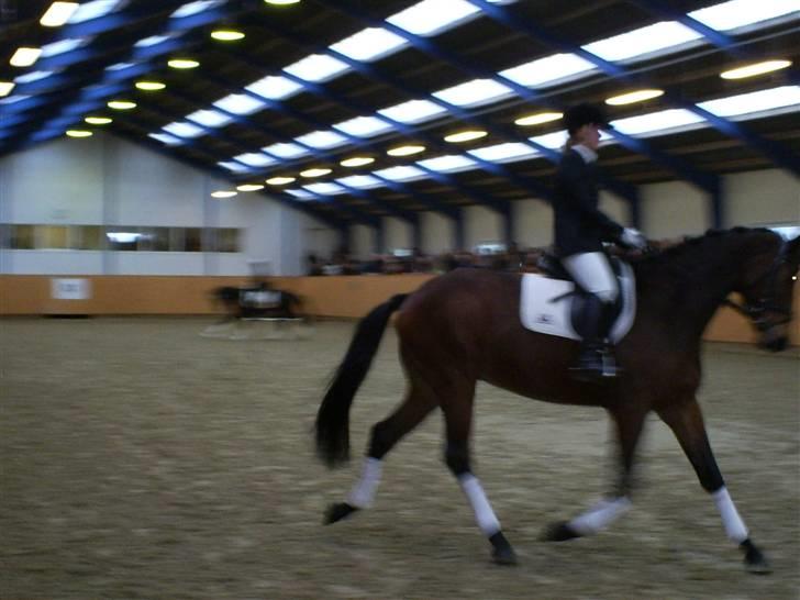 Trakehner Aschton H SOLGT billede 13