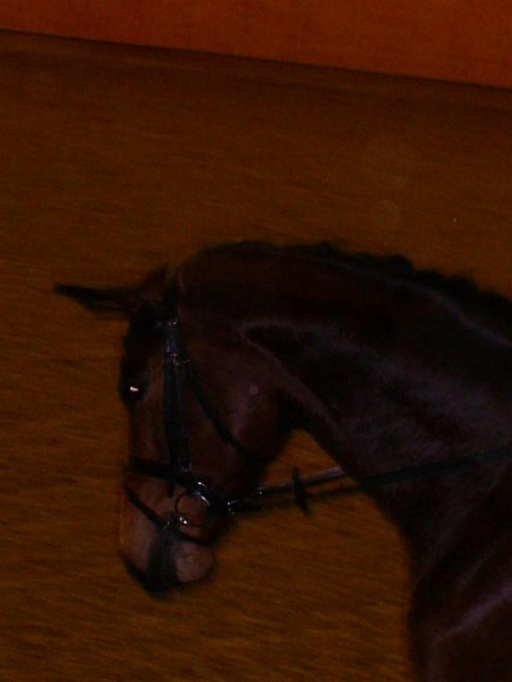 Trakehner Aschton H SOLGT billede 14