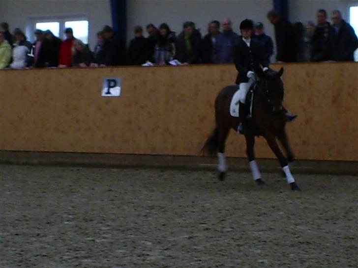 Trakehner Aschton H SOLGT billede 15