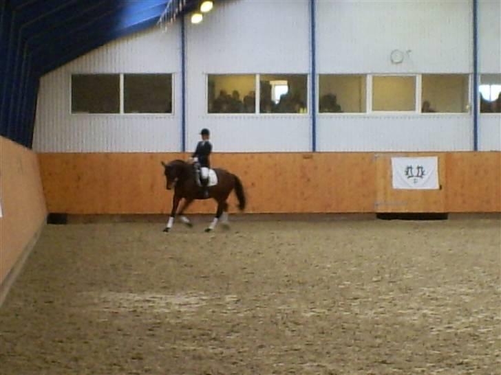 Trakehner Aschton H SOLGT billede 16