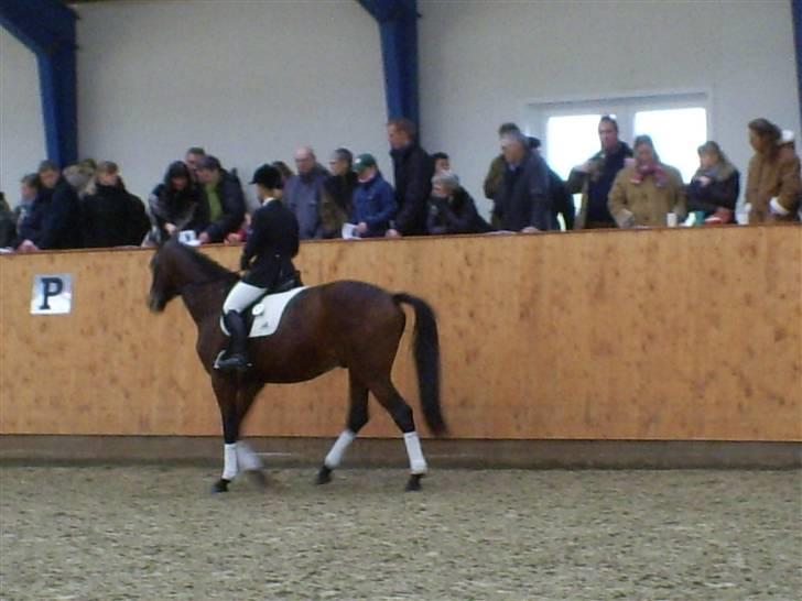 Trakehner Aschton H SOLGT billede 17