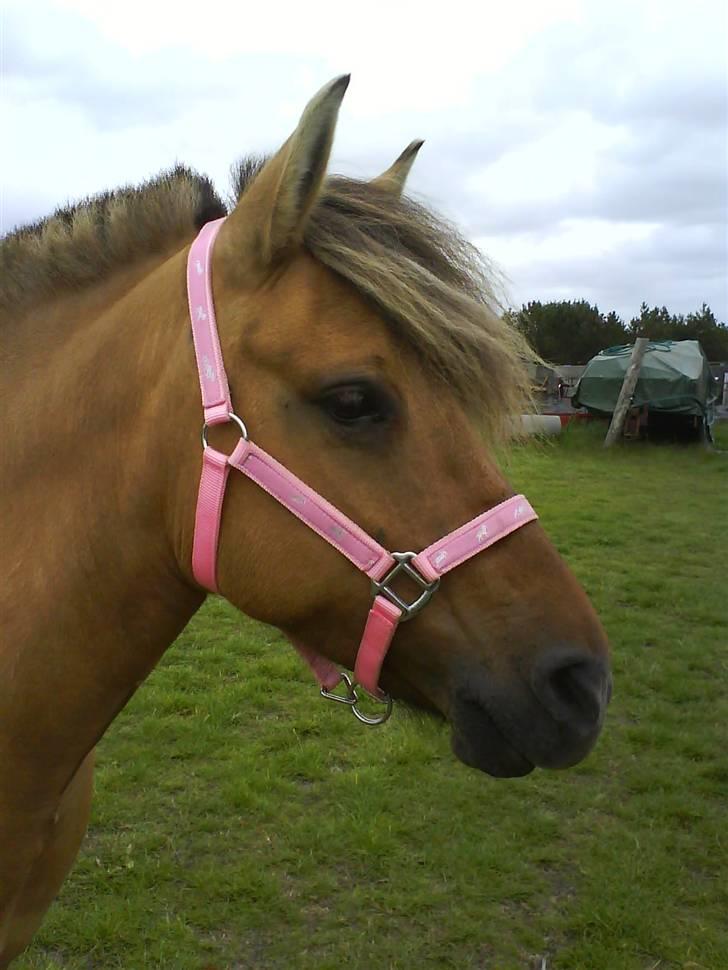 Anden særlig race Altesse billede 1