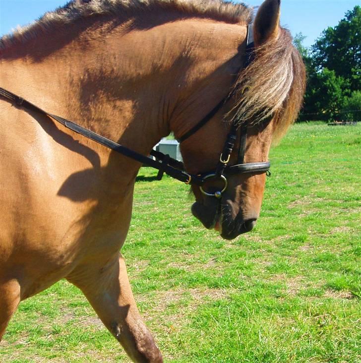 Anden særlig race Altesse billede 2