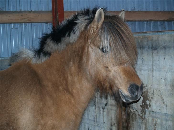 Anden særlig race Altesse - om vinteren får hun bare ´så´ meget pels :) billede 3