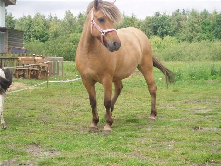 Anden særlig race Altesse billede 4