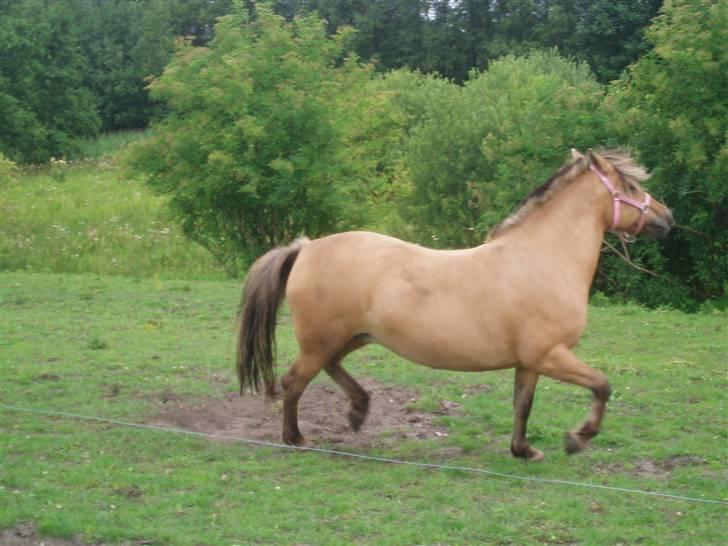 Anden særlig race Altesse billede 5