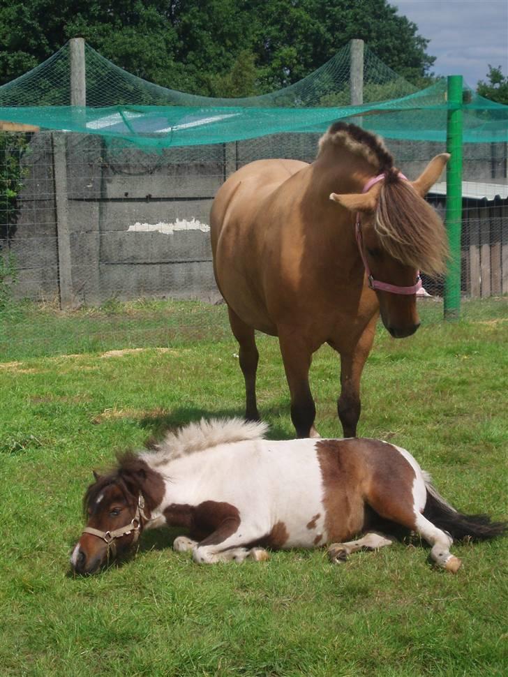 Anden særlig race Altesse billede 6