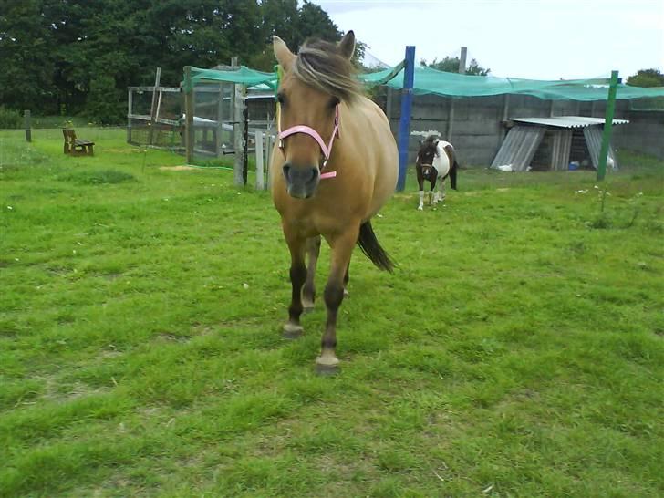 Anden særlig race Altesse billede 8