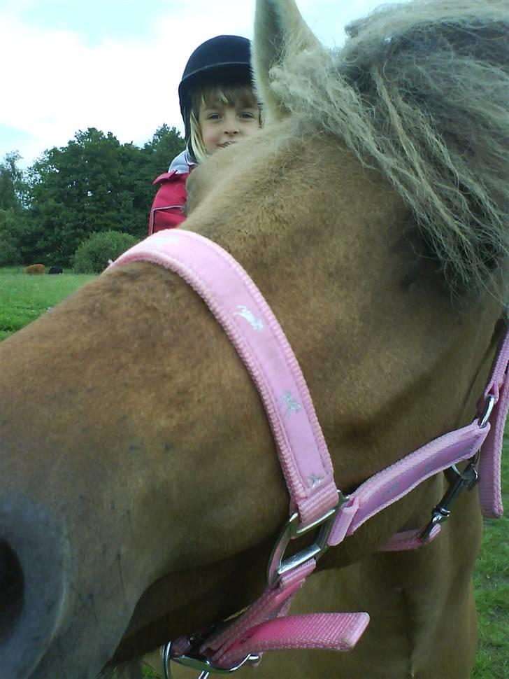 Anden særlig race Altesse billede 9