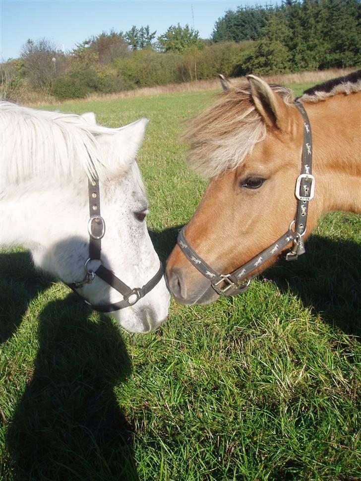 Anden særlig race Altesse - Altesse og Claudius billede 10