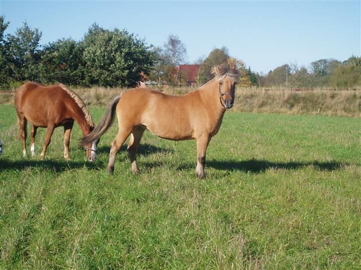 Anden særlig race Altesse - Altesse og Hera :) billede 11