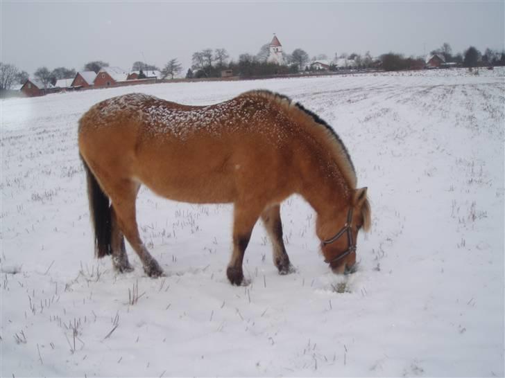 Anden særlig race Altesse billede 12