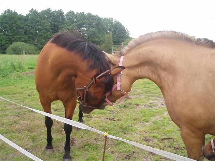 Anden særlig race Altesse - Altesse og Fair play ( nabo hest) billede 14