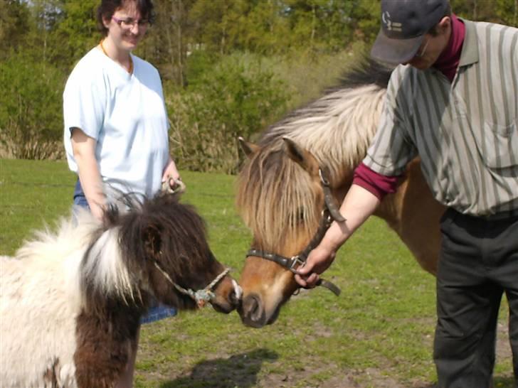 Anden særlig race Altesse - Da Altesse og Tøsen skulle mødes første gang :) billede 15