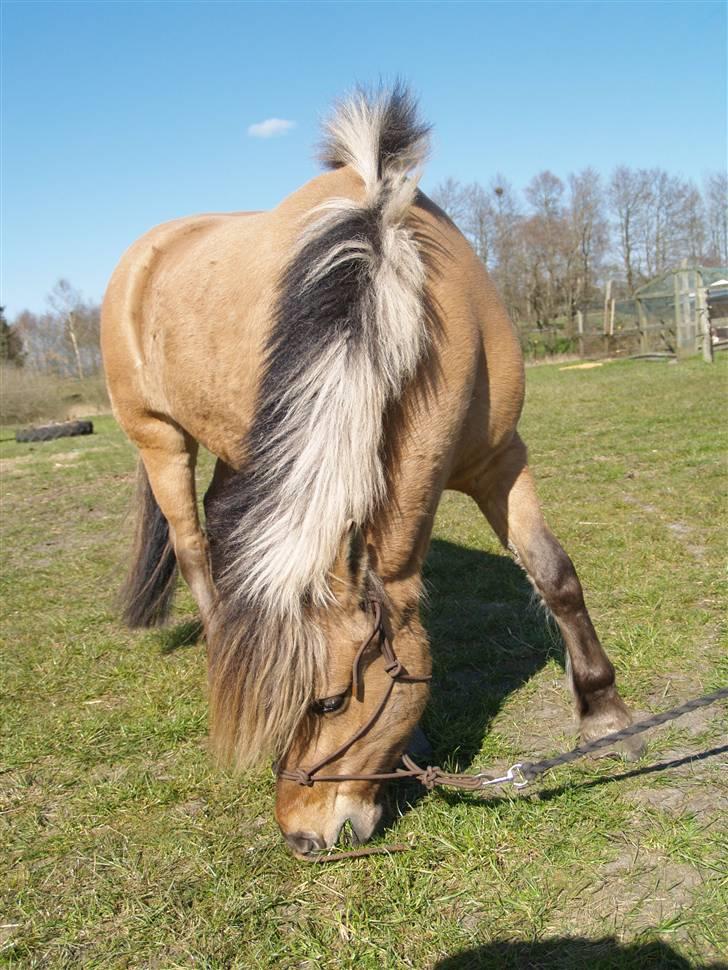 Anden særlig race Altesse billede 16