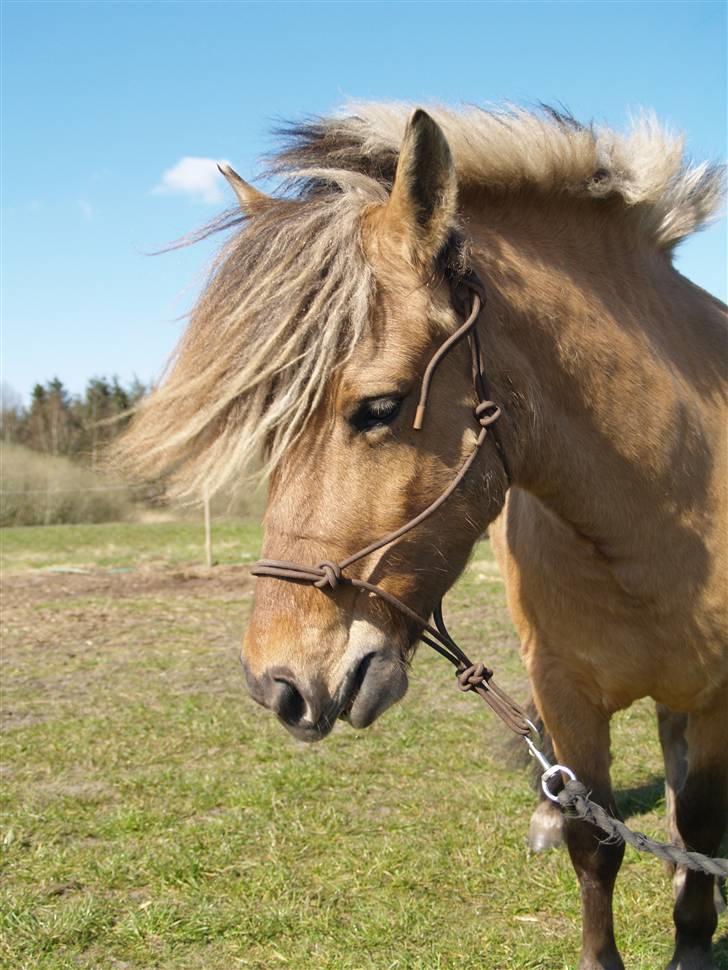 Anden særlig race Altesse billede 17