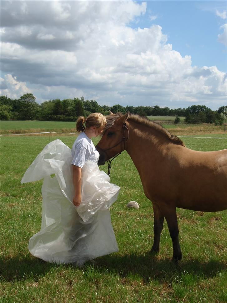 Anden særlig race Altesse - Vi leger med plastic .. billede 20