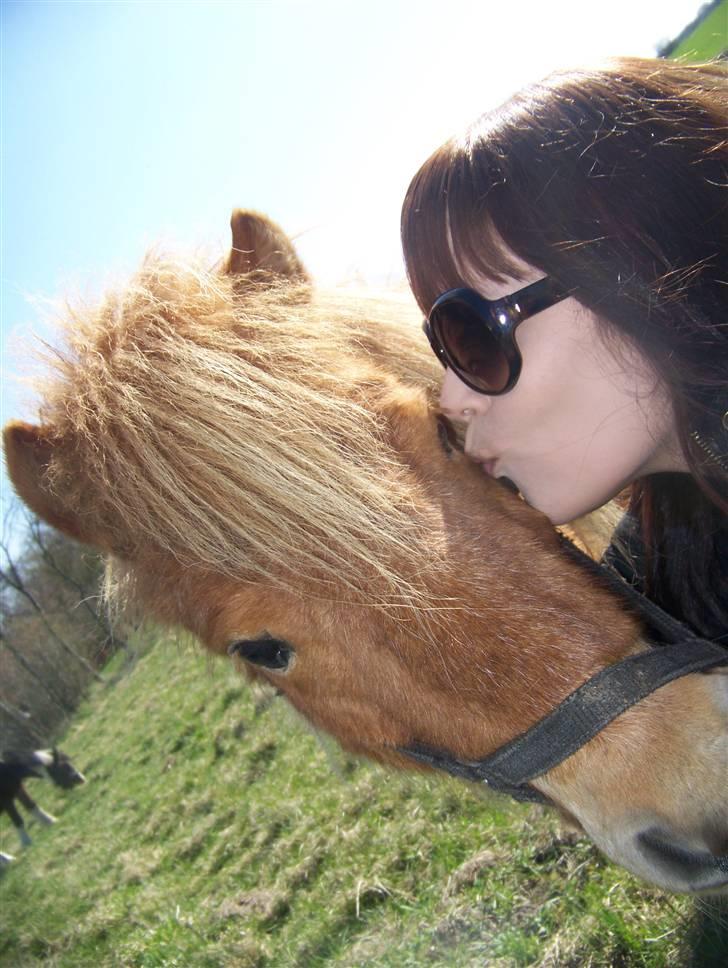 Shetlænder Brutalis *solgt* billede 1