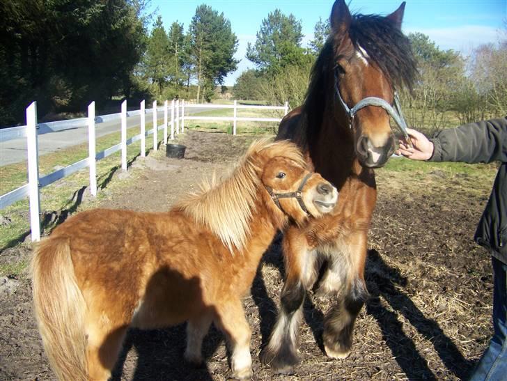 Shetlænder Brutalis *solgt* billede 3