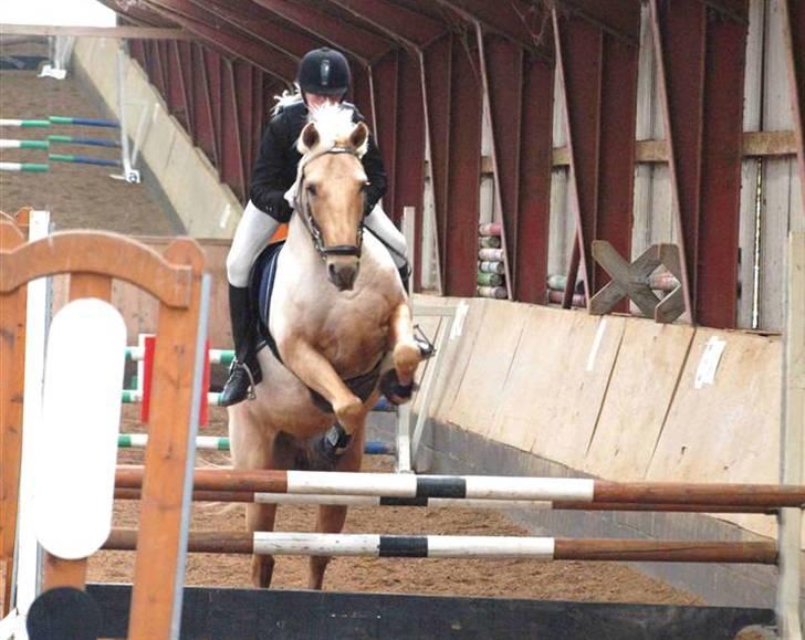 Palomino Golden justy SOLGT - billede taget af Kathrine Bruun billede 14