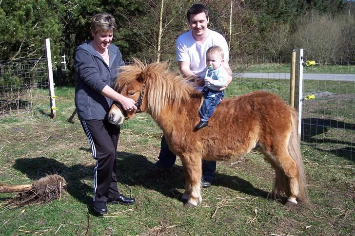 Shetlænder Brutalis *solgt* billede 4