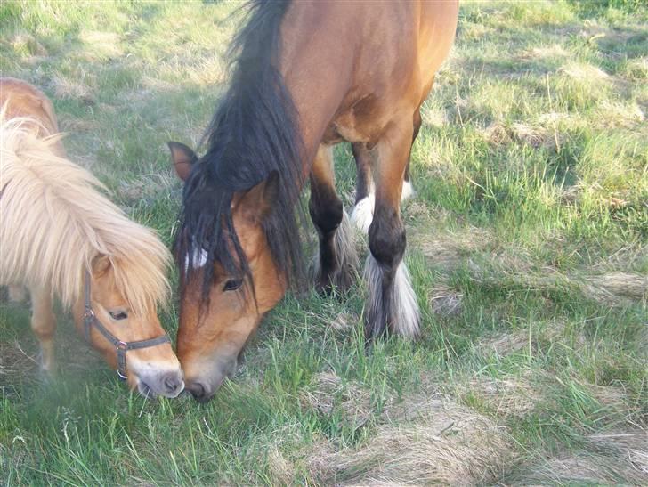 Shetlænder Brutalis *solgt* billede 5