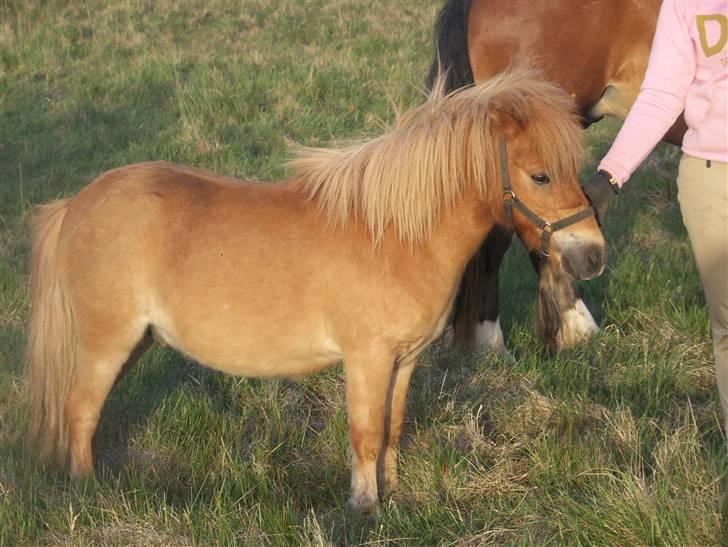 Shetlænder Brutalis *solgt* billede 6