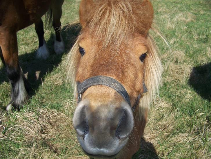 Shetlænder Brutalis *solgt* billede 7