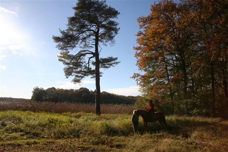 Welsh Cob (sec D) Thibaud billede 12