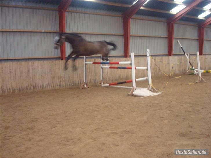 Oldenborg Pirana<3 (Solgt) - WOW 130 cm. til løsspringning :O Elkser den hest! :D billede 20