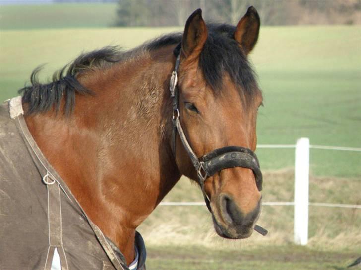 Anden særlig race Thor - Velkommen til Futtes profil<3  Foto: Pia Lundberg :D billede 1