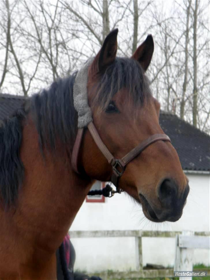 Anden særlig race Thor - Søde thor, ude på ridebanen (: <3 Foto: Pia Lundberg :D billede 2