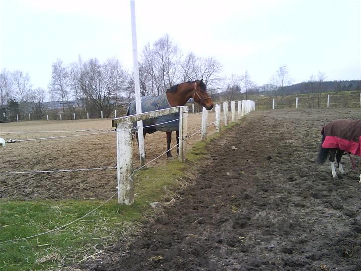 Anden særlig race Thor - Så er Futten på folden igen <3 Han står vist og slapper lidt af ? søøde Thor <3 Foto:: Mig (: billede 3