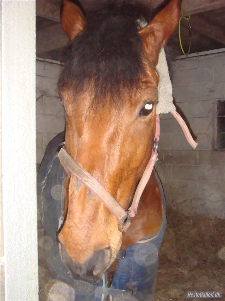 Anden særlig race Thor - Smukke Futte igen <33 Foto: Sara M (: <3 billede 4