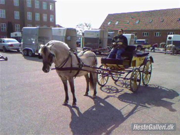 Fjordhest Haavaniko [avlshingst] - klar til træning i Qvindekvadrillen billede 1