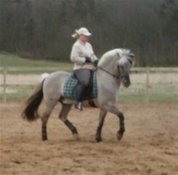 Fjordhest Haavaniko [avlshingst] - min svirinde rider ham der trænes til fjordheste stævne billede 2