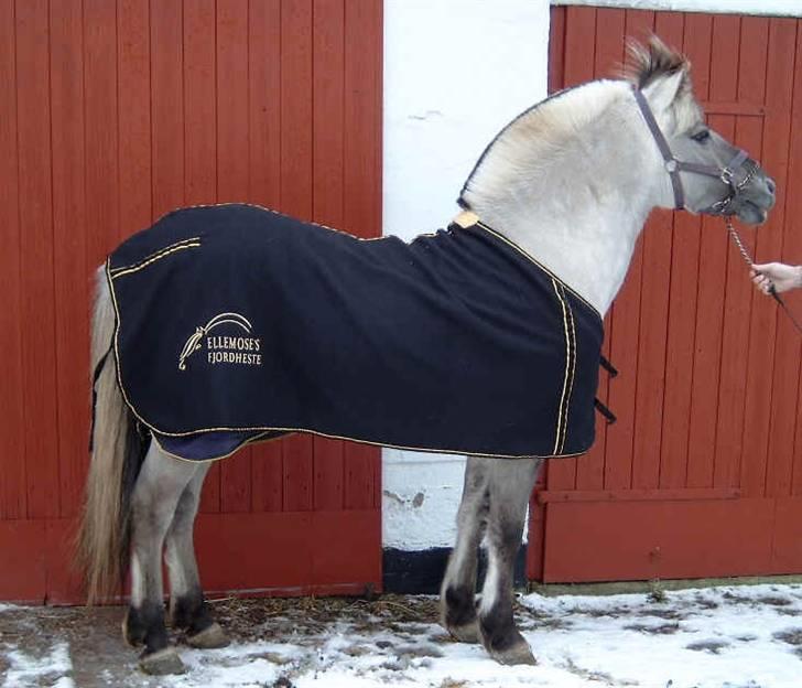 Fjordhest Haavaniko [avlshingst] - har lige fået nyt flees dækken med logo på.:) billede 3