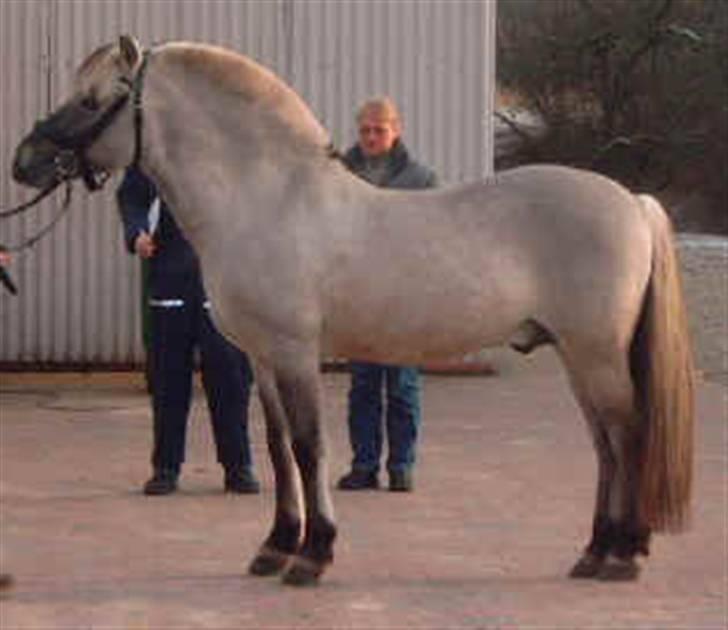 Fjordhest Haavaniko [avlshingst] - opstiling ved admastrativ avlsgodkendelse januar 2004 billede 4