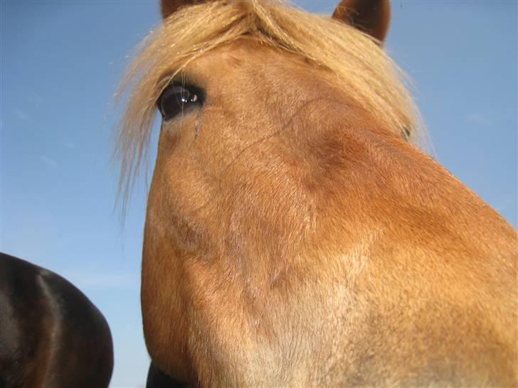 Anden særlig race Tanja<33 - på fold nær billede hun ser mega nuser ud  billede 16