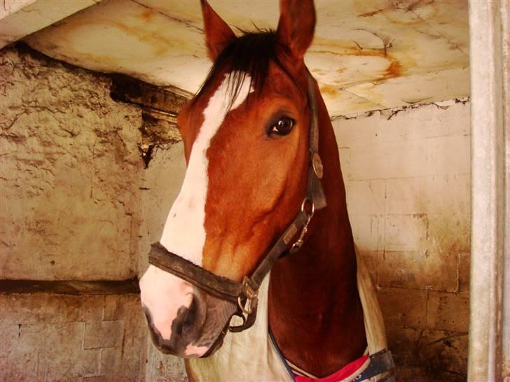 Dansk Varmblod Lillevangs Rico - Velkommen til Rico billede 1