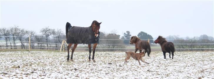 Arabisk fuldblod (OX) Kamran Shah  billede 16