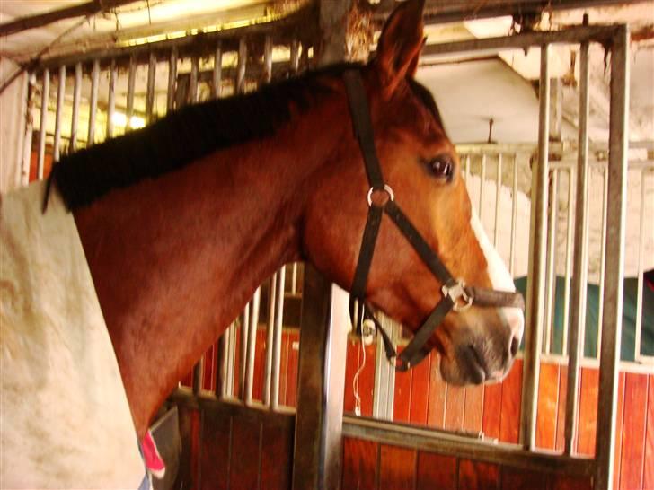 Dansk Varmblod Lillevangs Rico - Endnu et hovedbillede billede 2