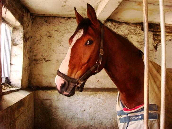 Dansk Varmblod Lillevangs Rico - I´m Watching You! XD billede 3