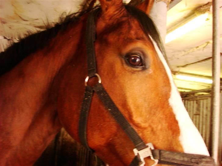 Dansk Varmblod Lillevangs Rico - Hans Øje XD billede 4