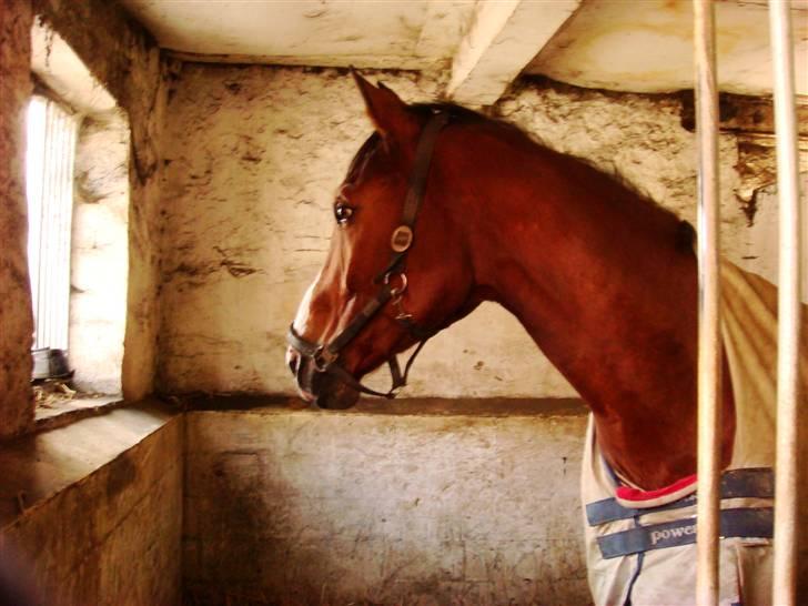 Dansk Varmblod Lillevangs Rico - Der var lige noget der fangede hans opmærksomhed (: billede 5