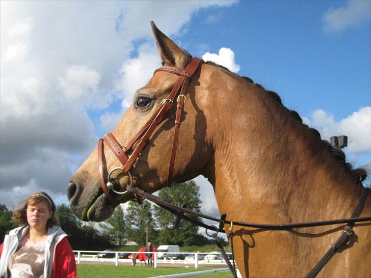 Anden særlig race Irish Excellent R.I.P :'( - Irish når han er klippet ! elsker den pony! <3 billede 2